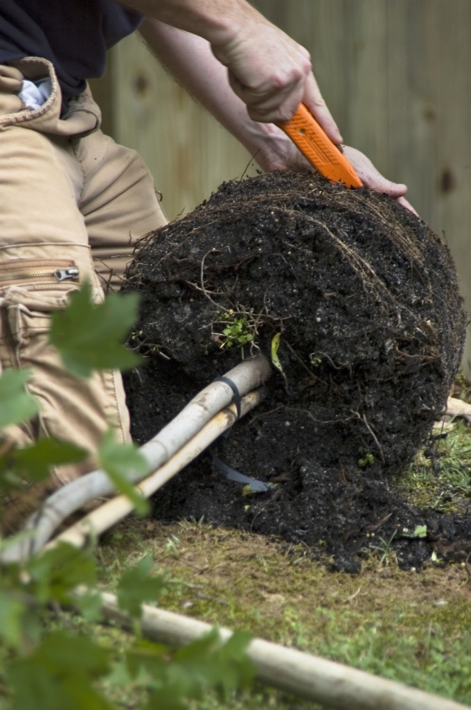 How To Safely Handle Large Root Balls When Planting TreesTerraCast Products