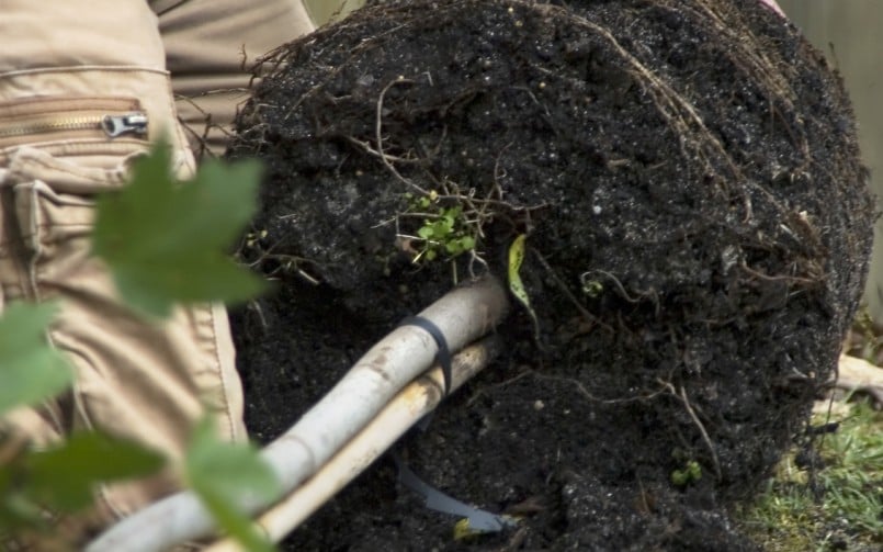 How To Safely Handle Large Root Balls When Planting TreesTerraCast Products
