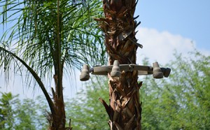 Tree Ring on palm tree