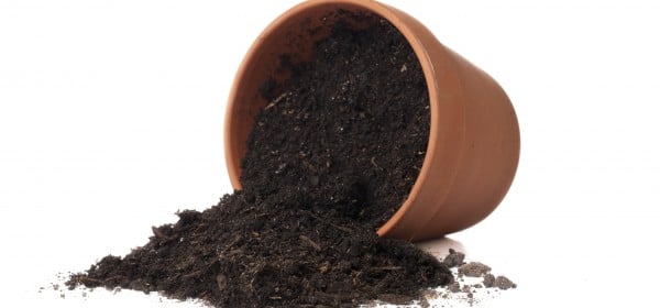 Choosing The Right Planter Soil