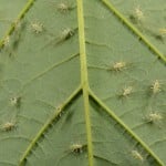 Aphids