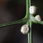 Scale Insects