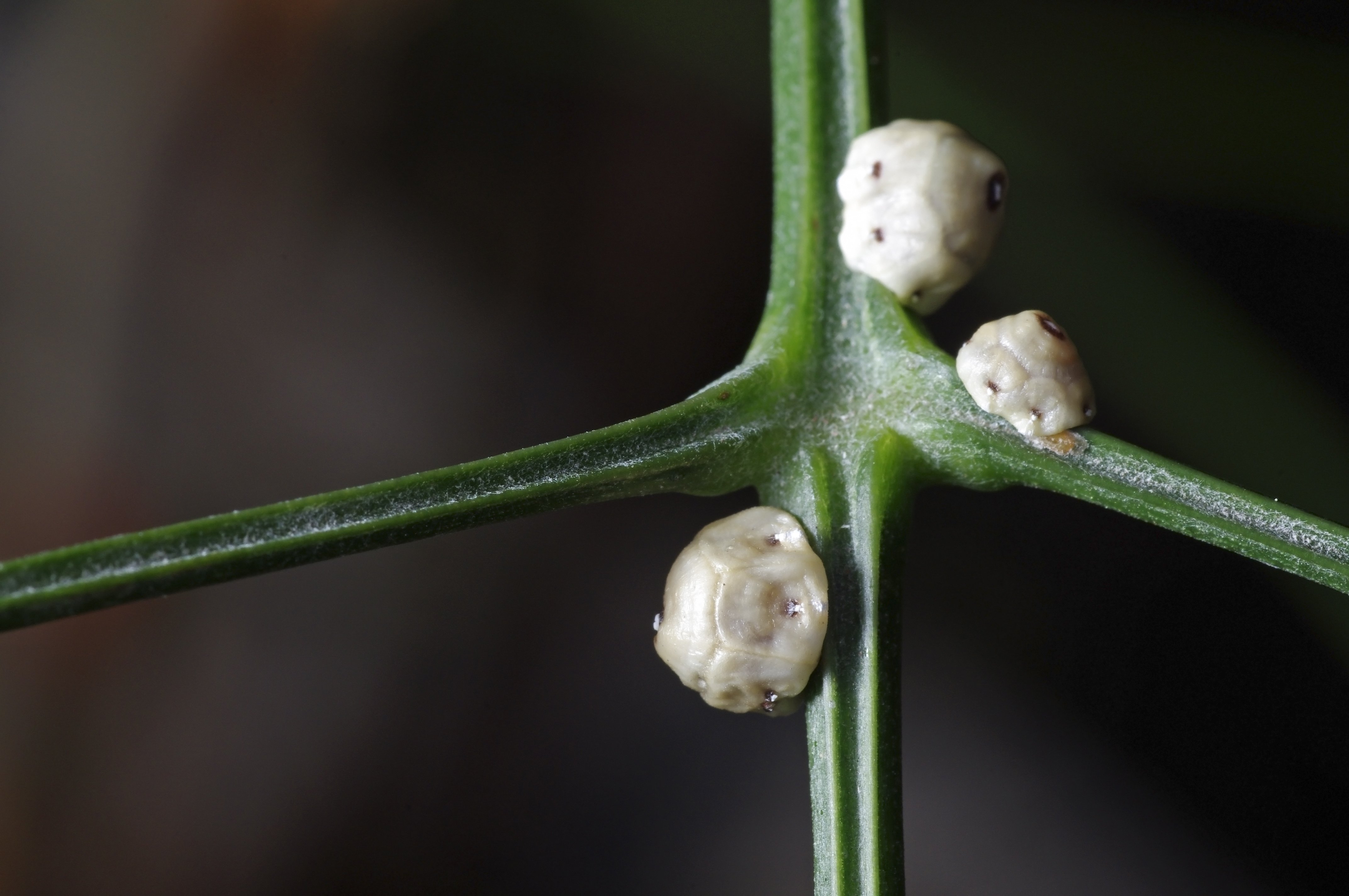 Scale Insects TerraCast Products