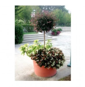 outdoor planter with pruned bush