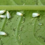 How to control scale insects on indoor plants