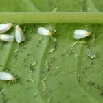 Whitefly