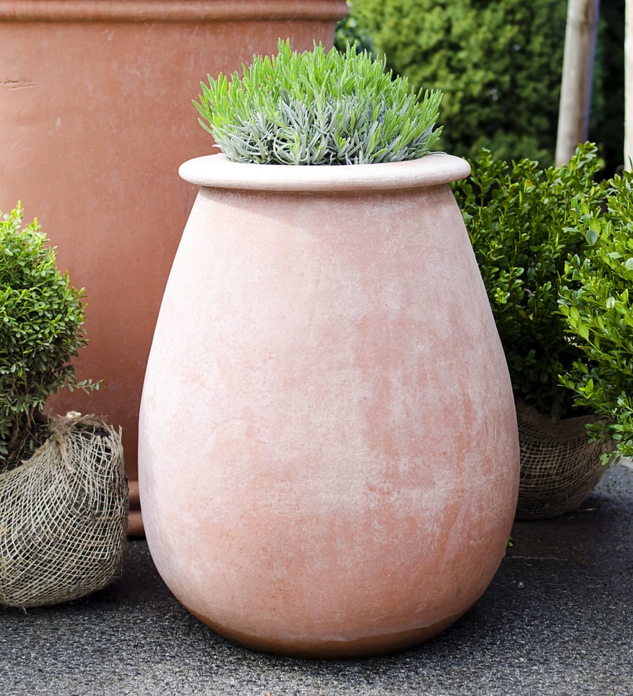 7 Tips For Extra Large Potted Plants