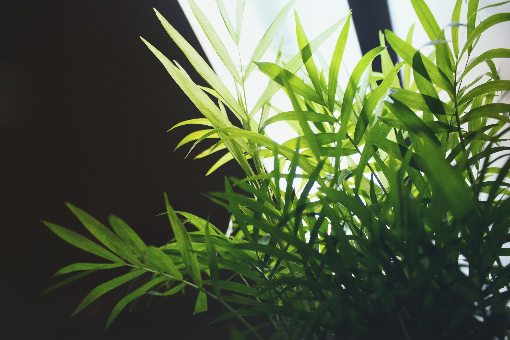 Indoor Plants Light Requirements