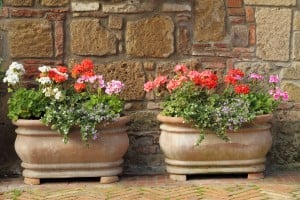 Potted Plants