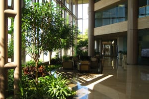 Office Potted Plants