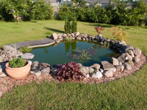 garden pond