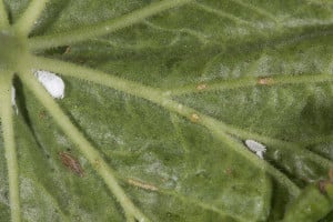 Mealybugs
