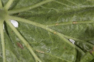 Mealybugs