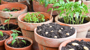 playground potted plants