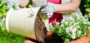 Transplanting Potted Plants