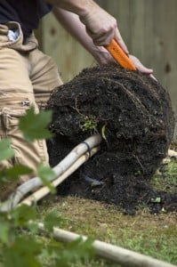 Planting Trees