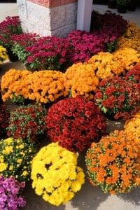 Chrysanthemums