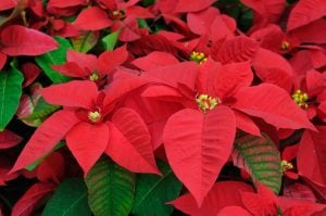 Close up of red poinsettia flowers