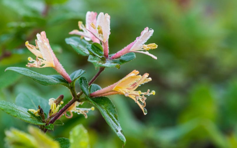 7 Tips for Thriving Winter Container Plants