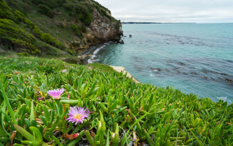 BEACH GROUND COVER