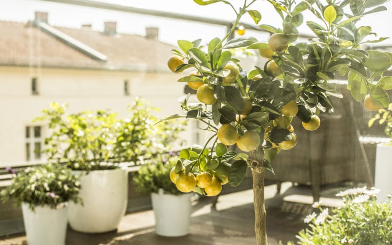 The Importance of Lightweight Pots for Balconies