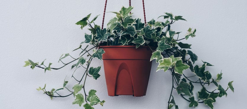 20+ Common Plants That Are Toxic to Animals and Children