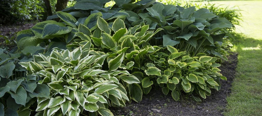 Here Are Some of the Best Plants for Public Spaces