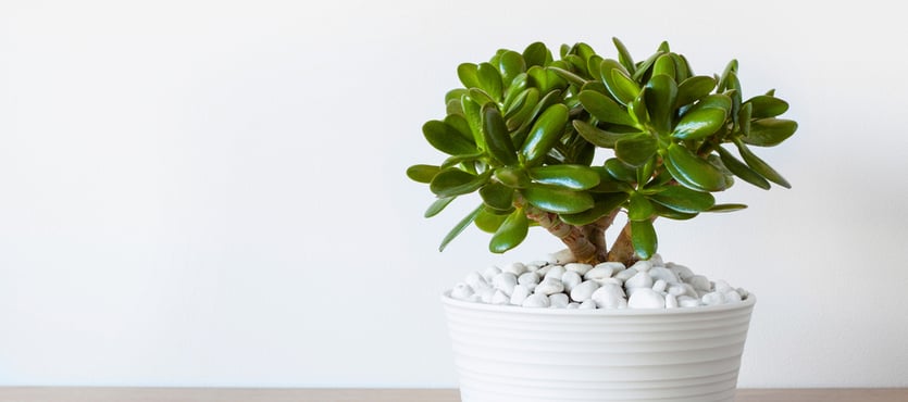 Cacti and Succulents