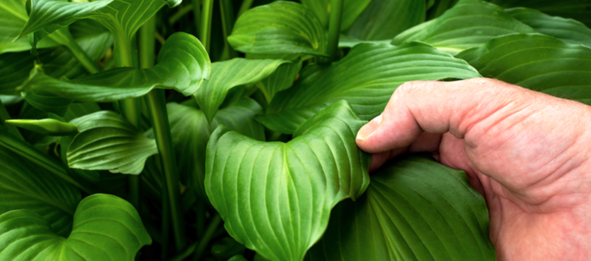 The Benefits of Self-Watering Planters