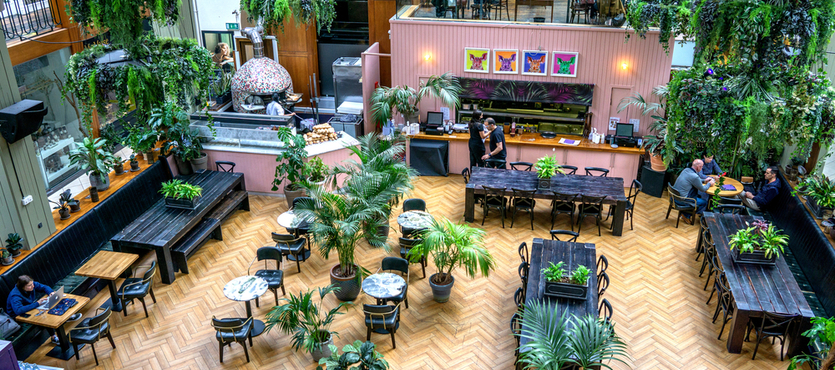 How Plants Can Enhance Any Environment