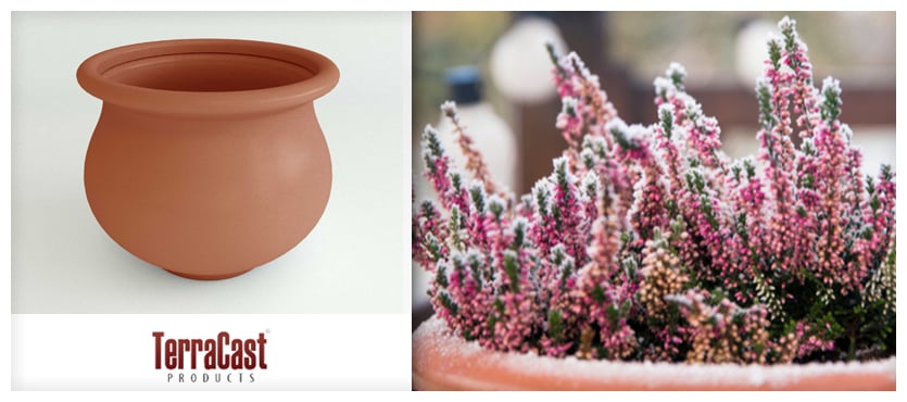 Caring for Potted Plants During the Winter
