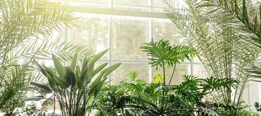 How to Bring Nature Indoors